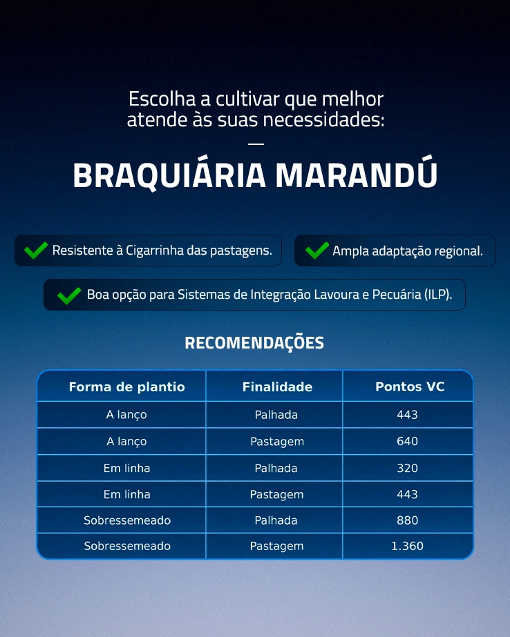 BRAQUIÁRIA MARANDÚ