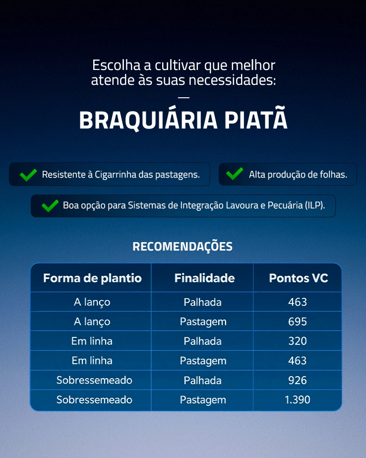 BRAQUIÁRIA PIATÃ