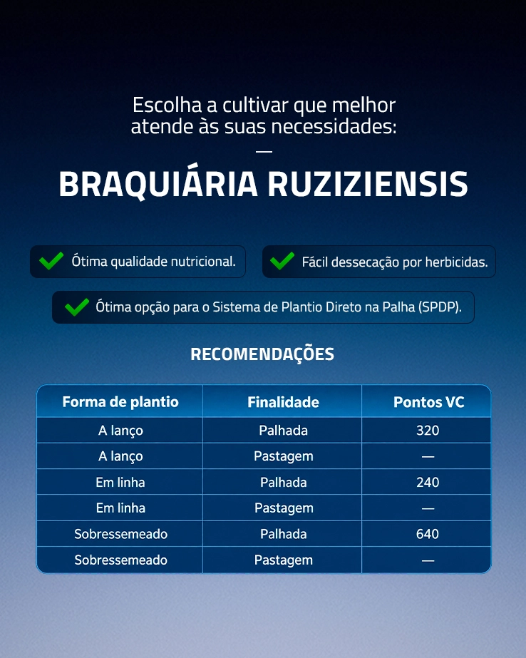 BRAQUIÁRIA RUZIZIENSIS